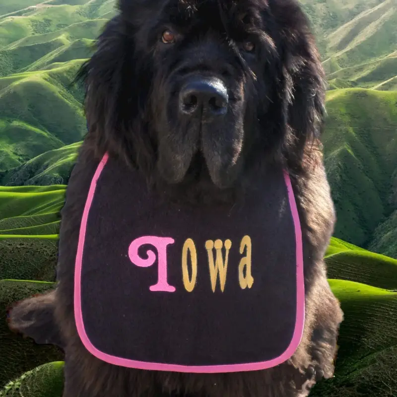 Neon-Chic Personalised Dog Bibs, photo 10