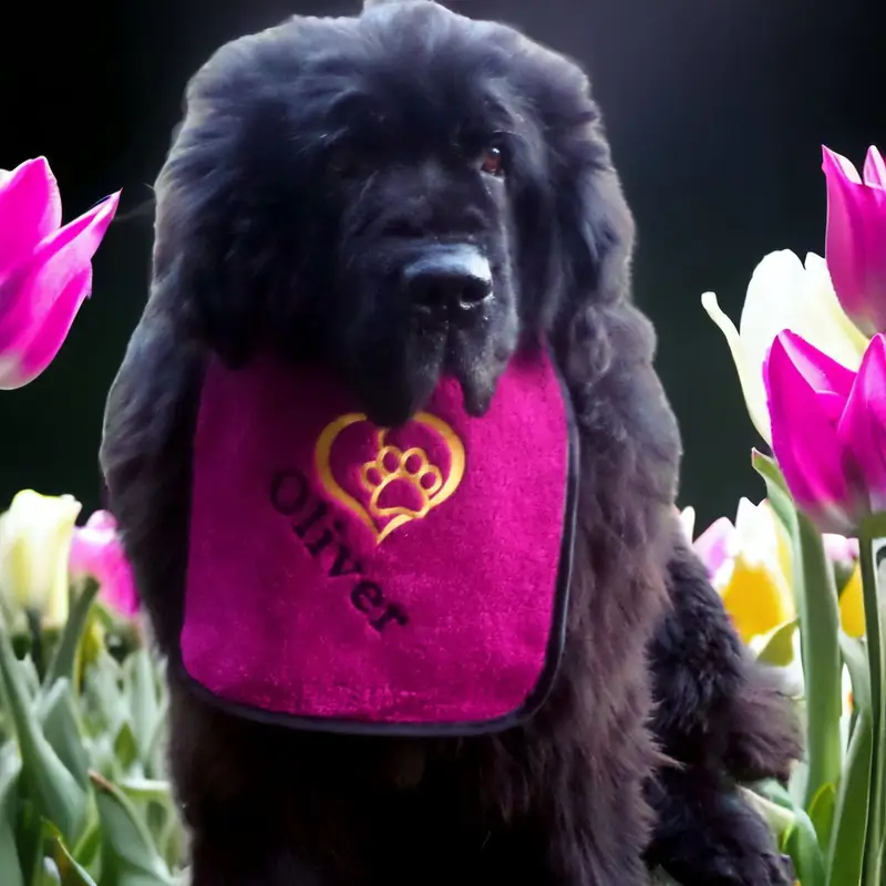 Heart & Paw Personalised Dog Bib, photo 3