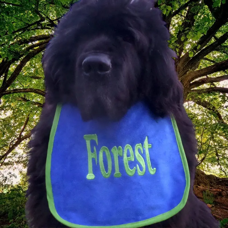 Personalised with your dog’s name bib, photo 11
