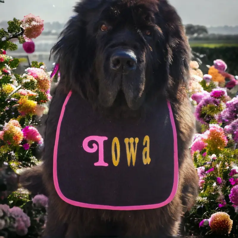 Neon-Chic Personalised Dog Bibs, photo 14