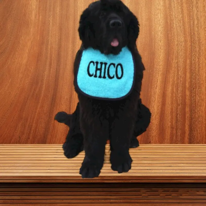 Personalise Your own dog bib, photo 12
