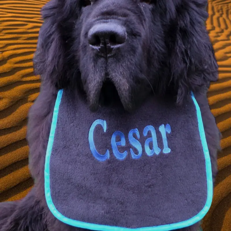 Personalise your own dog bib, photo 9