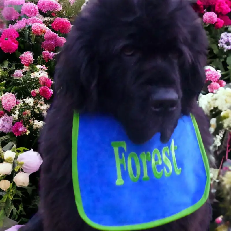 Personalised with your dog’s name bib, photo 9