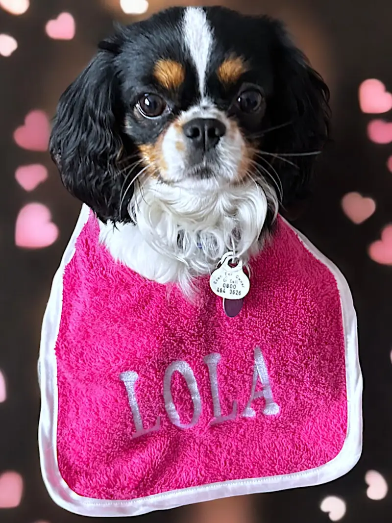 Ultimate Personalised Dog Bibs for Small Breeds: small bib