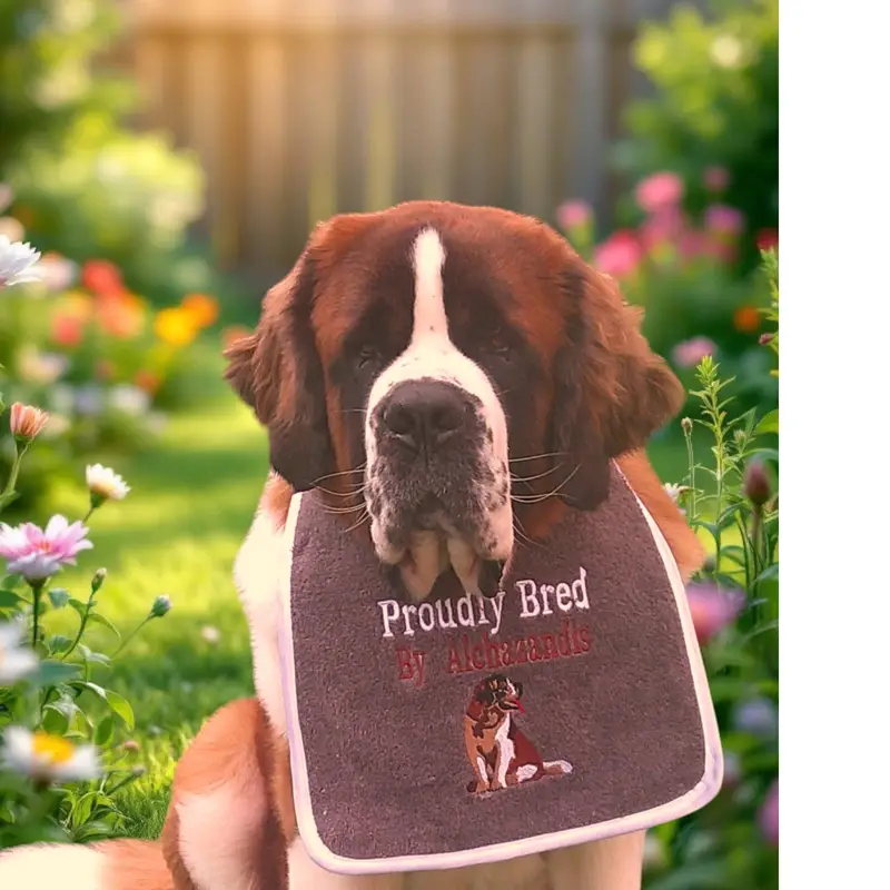 Premium Personalised Saint Bernard Dog Bib: st bernard proudly bred