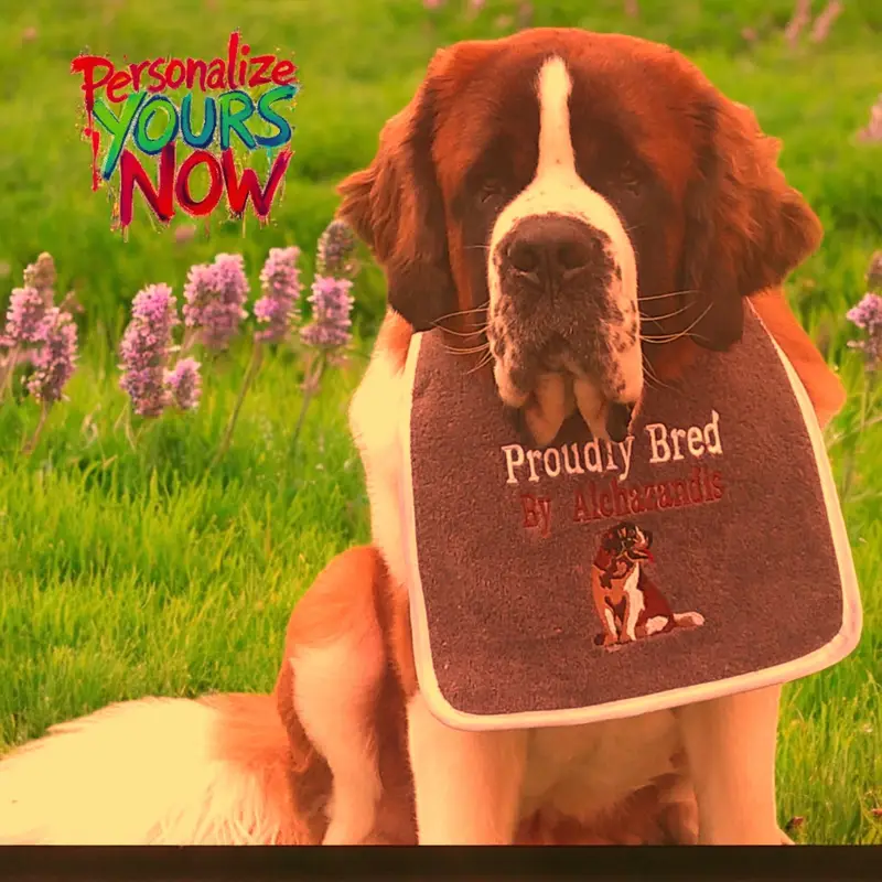 Premium Personalised Saint Bernard Dog Bib: st bernard proudly bred