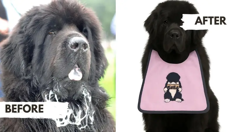 Exclusive Personalised Dog Bib: newfy with sign