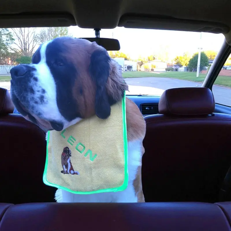 Personalised Saint Bernard Dog Bib: sb sit